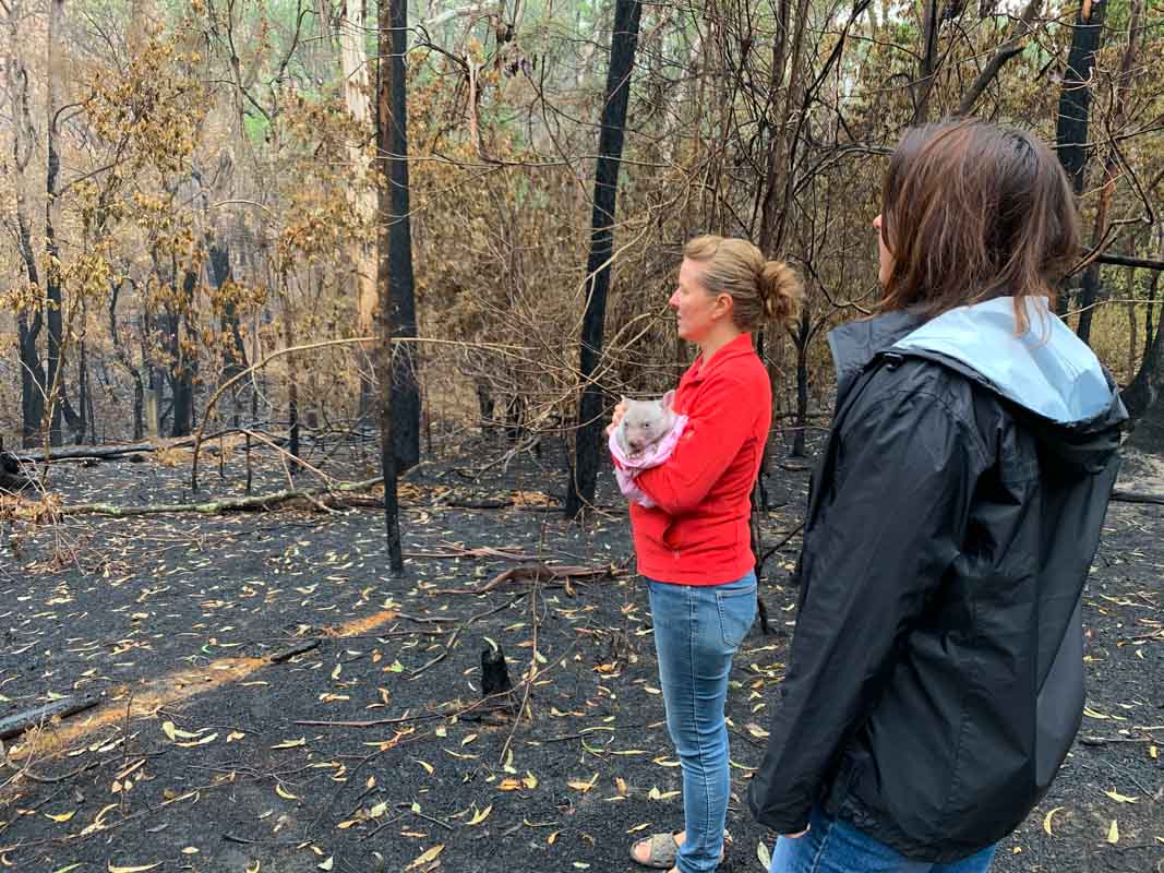Deployed staff holding a koala and looking at destroyed bush area in the Southern Highlands