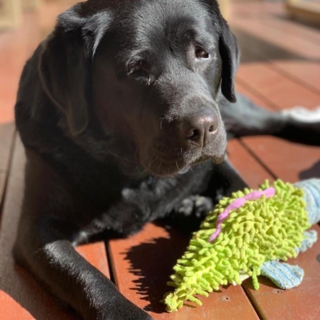 Stella the black Labrador