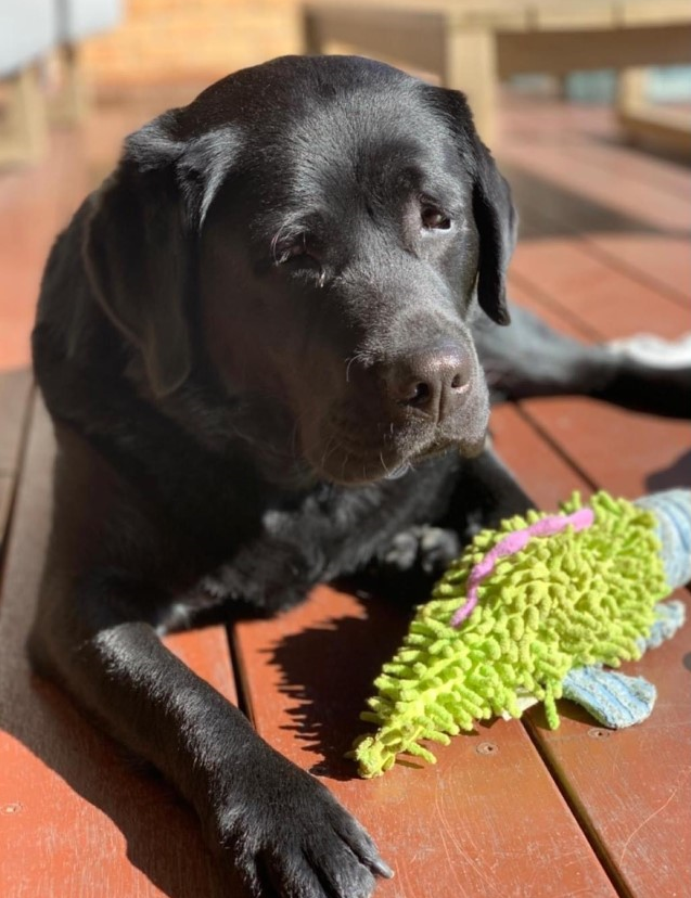 Stella the Labrador