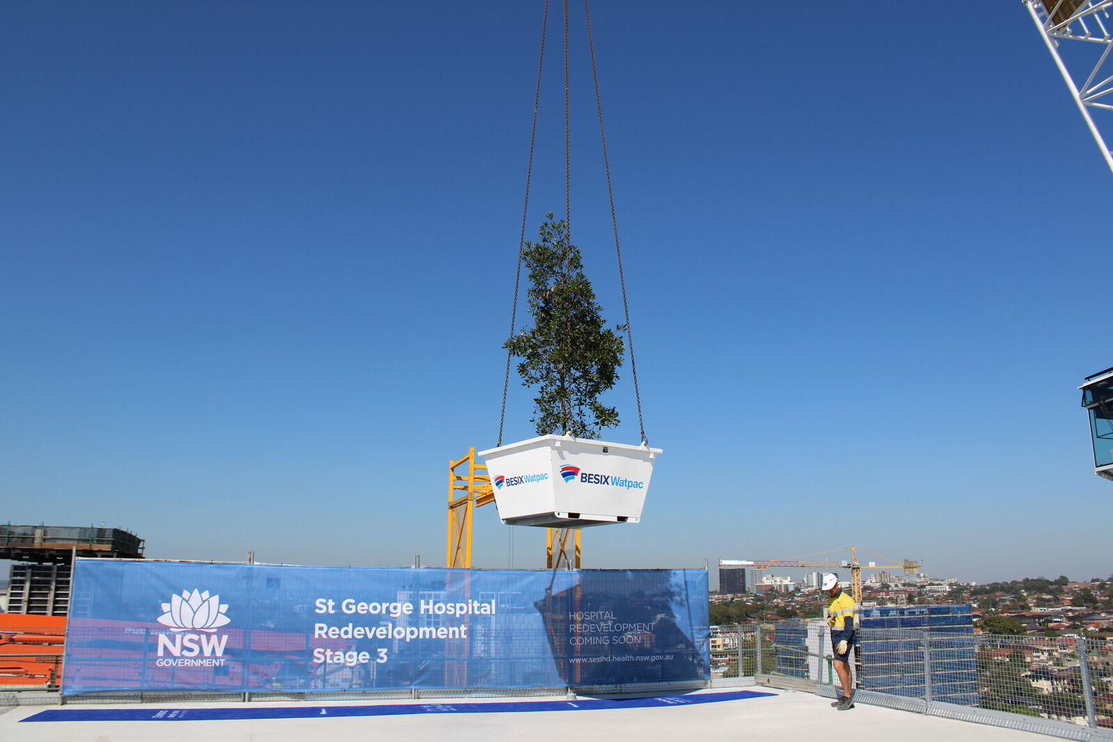 Tree being craned in